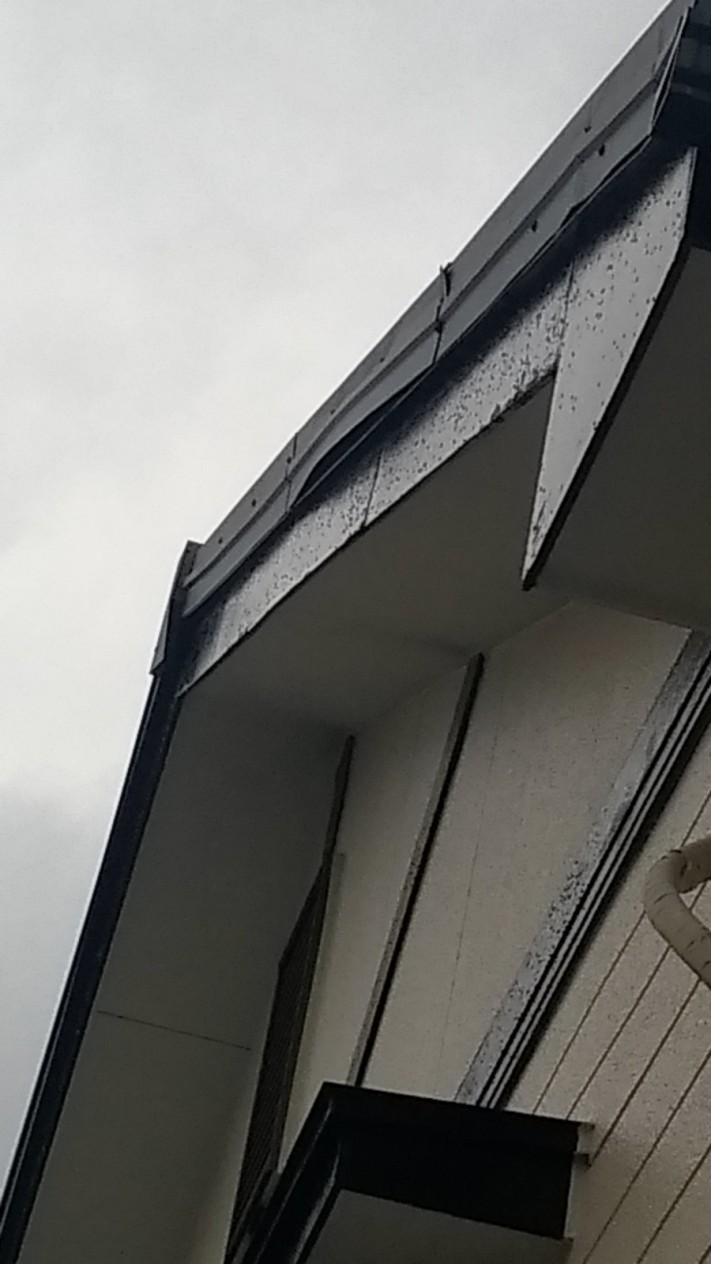 P_20190402_085840-columns1